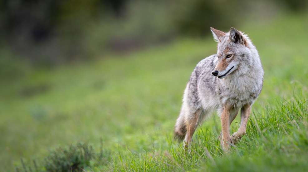 Coyote In Prairie