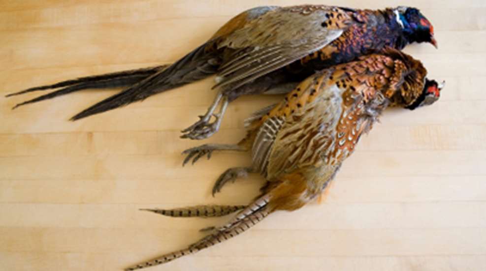 2011105134152-fielddress_f.jpg