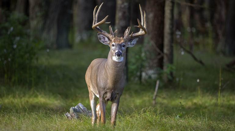 Deer Hunting Lessons: A Search in Saskatchewan | An Official Journal Of The NRA
