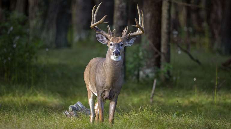 Whitetail Lede