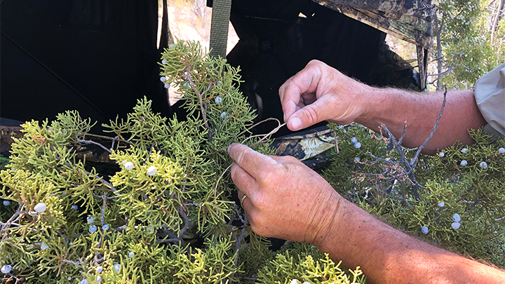 Hunter tying the center of the roof of the blind up to an overhanging limb so it doesn’t collapse under pressure