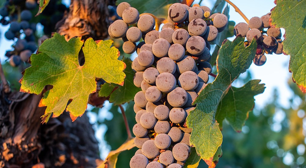 Grapes hanging on vine in California Steinbeck vineyard.