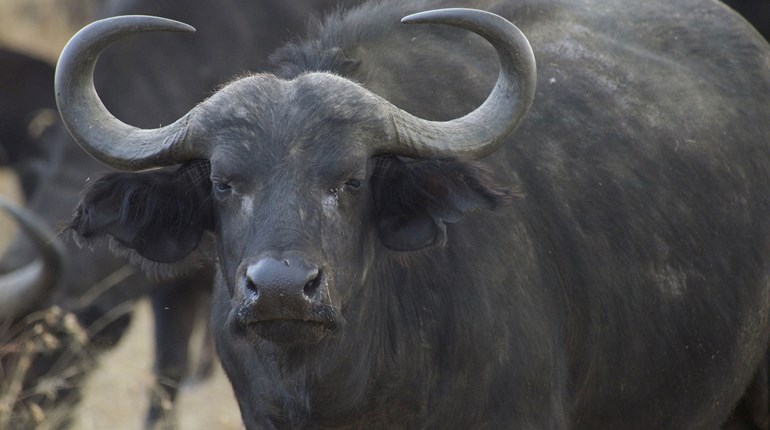 Hunting in Zimbabwe Set to Top Pre-Pandemic Levels | An Official Journal Of The NRA