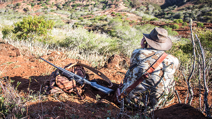 Hunter glassing for Axis deer in Molokai, Hawaii