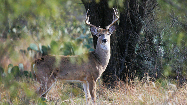 Rut Strategies: Hunt Wide-Open | An Official Journal Of The NRA