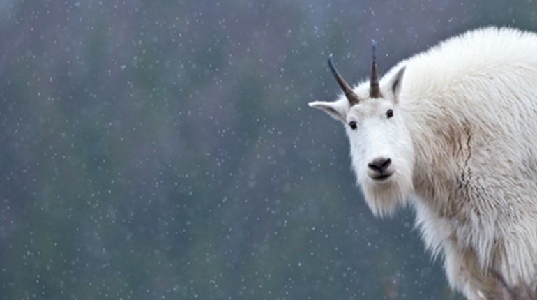 Goat Straight, No Chaser | An Official Journal Of The NRA