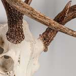 DIY Skull Cleaning Lead