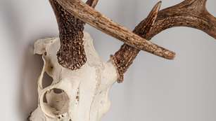 DIY Skull Cleaning Lead