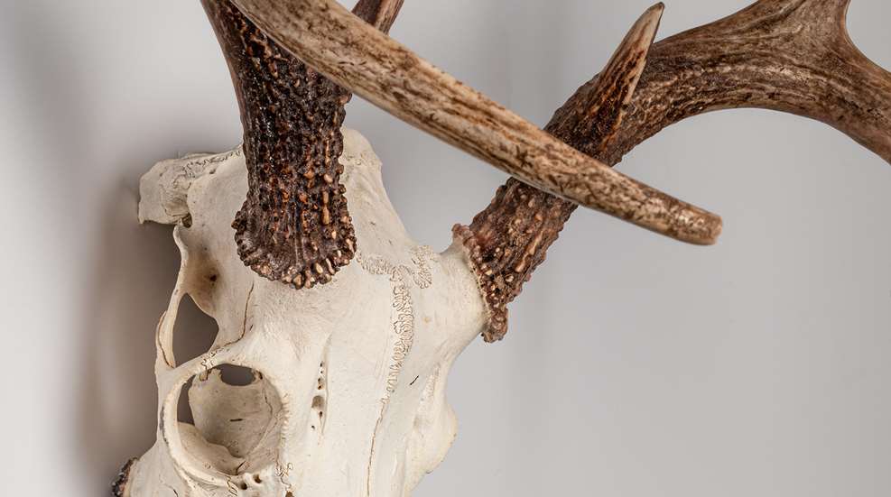 DIY Skull Cleaning Lead