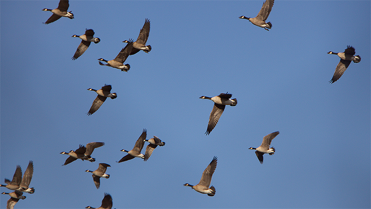 avery_banded_md_geese_f.jpg