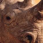usfws_rhino_hlf.jpg