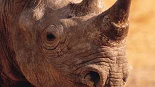 usfws_rhino_hlf.jpg