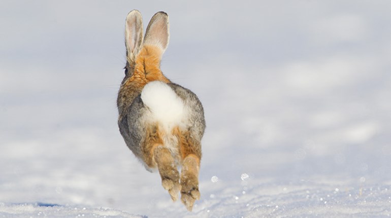 Know-How: Rabbits on the Run | An Official Journal Of The NRA