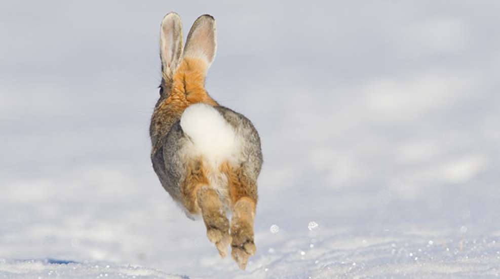 rabbits_onthe_run_f.jpg