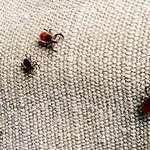 Scourges Of Summer Hunting Lead