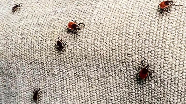 The Scourges of Summer Hunting | An Official Journal Of The NRA