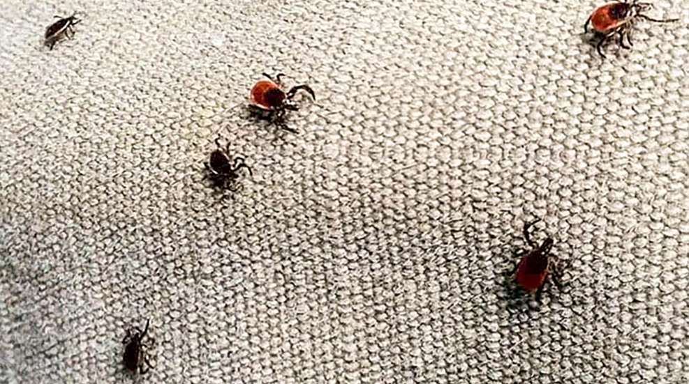 Scourges Of Summer Hunting Lead