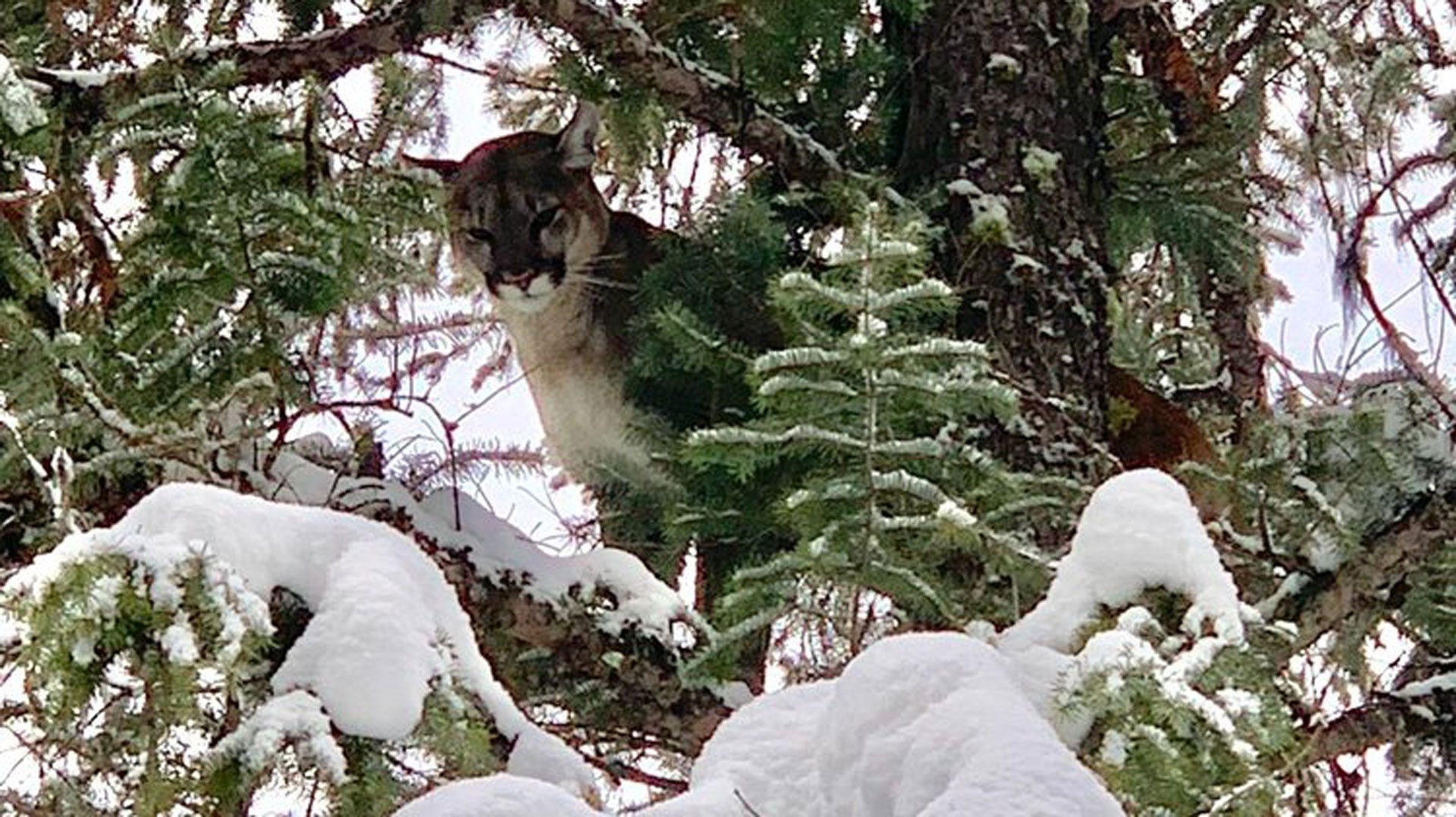 Mountain Lion in tree