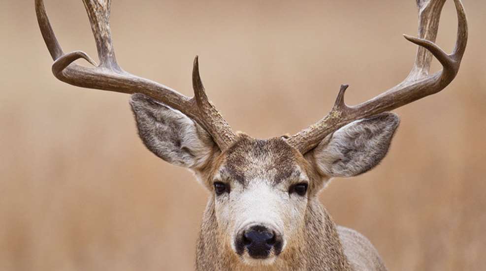 callmuledeer_lead.jpg