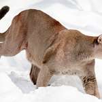 nebraska-mountain-lion-lottery_lead.jpg