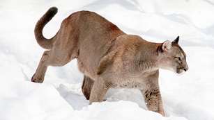 nebraska-mountain-lion-lottery_lead.jpg