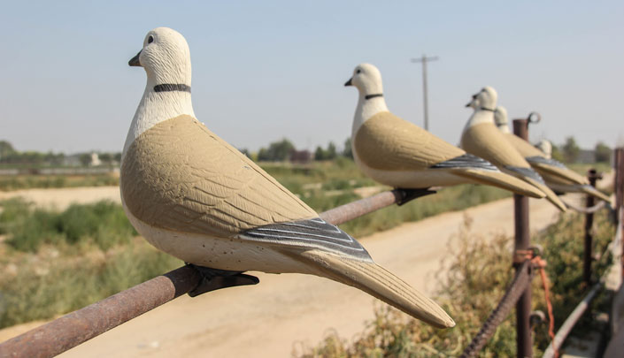 Collared Dove decoys