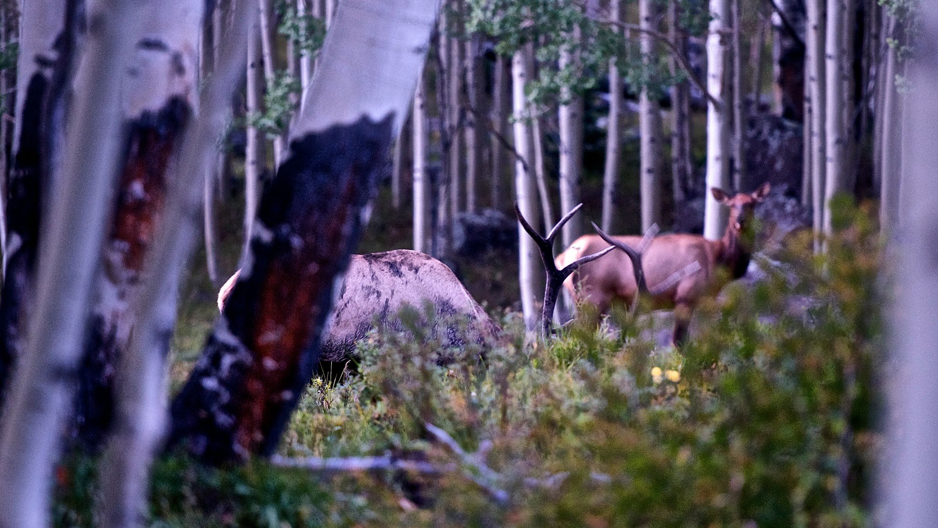 Elk grazing