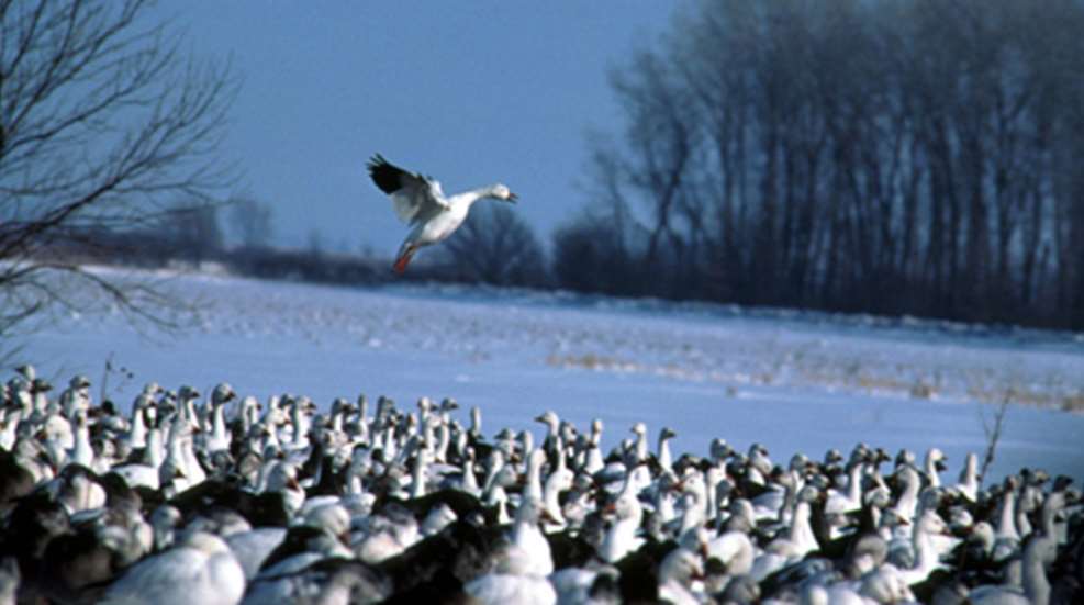 201213117251-late_season_snow_geese_home.jpg