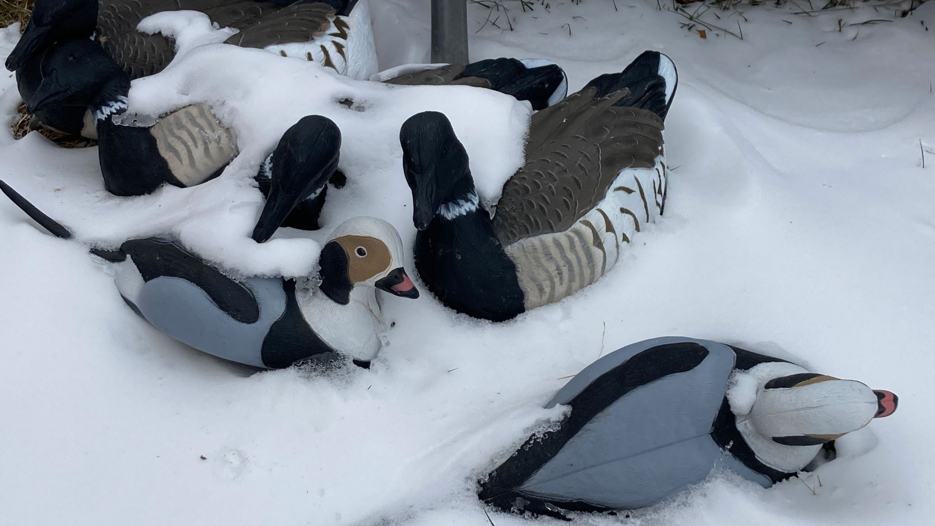 Decoys in snow