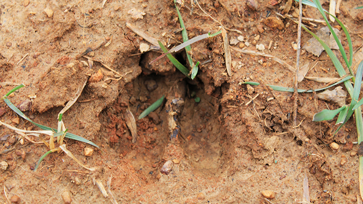 Whitetail Deer Track