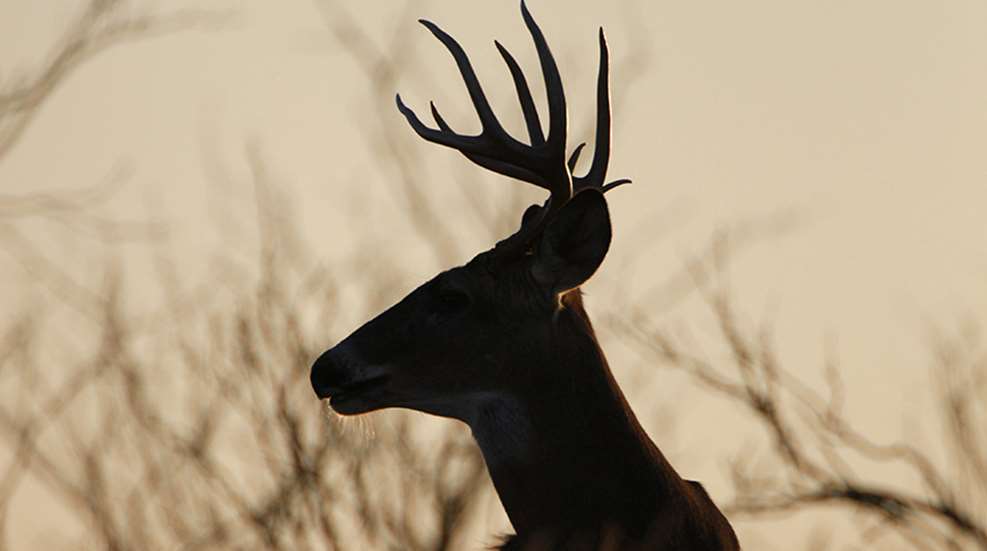 fl-couldwereplacedeerhunting_lead.jpg