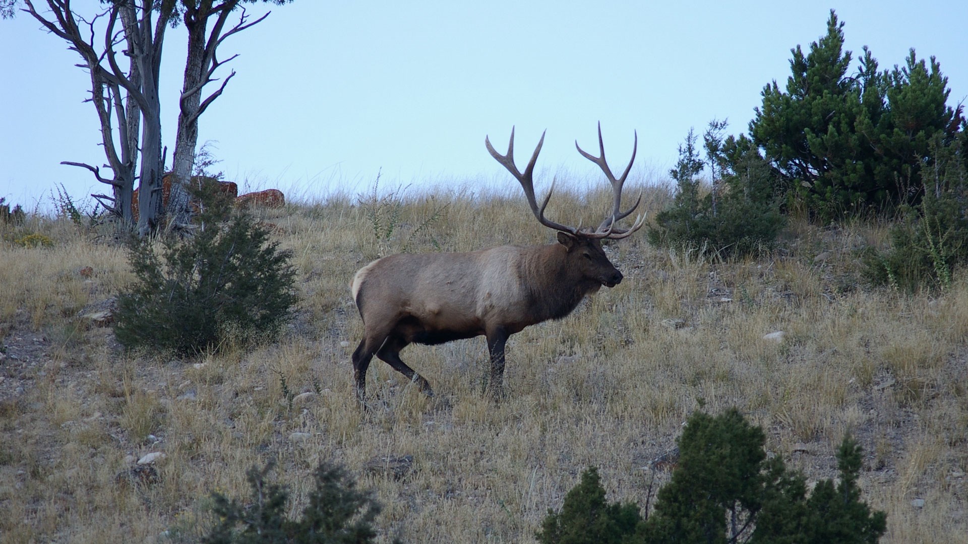 Bachelor bull