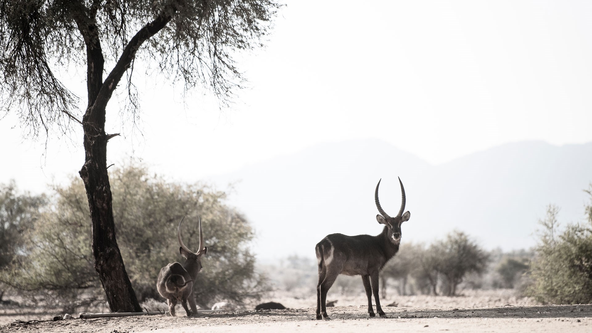 Plains game in the shade