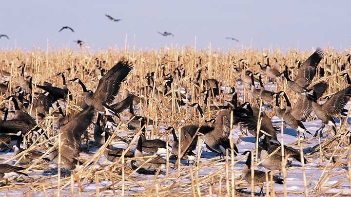 Canada Geese in a Corn Field