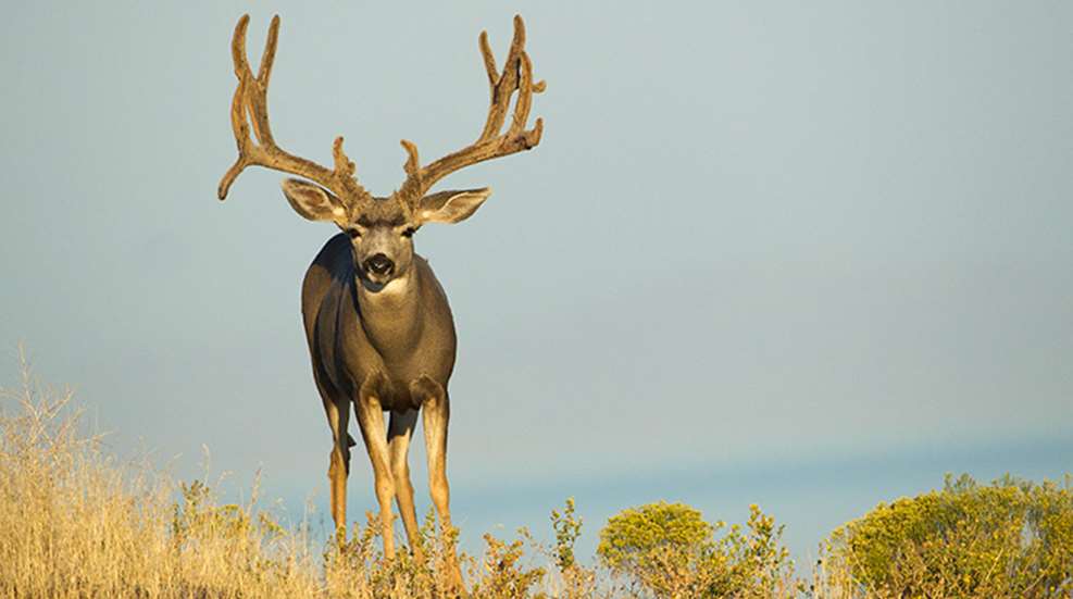 scout_mule_deer_now_f.jpg