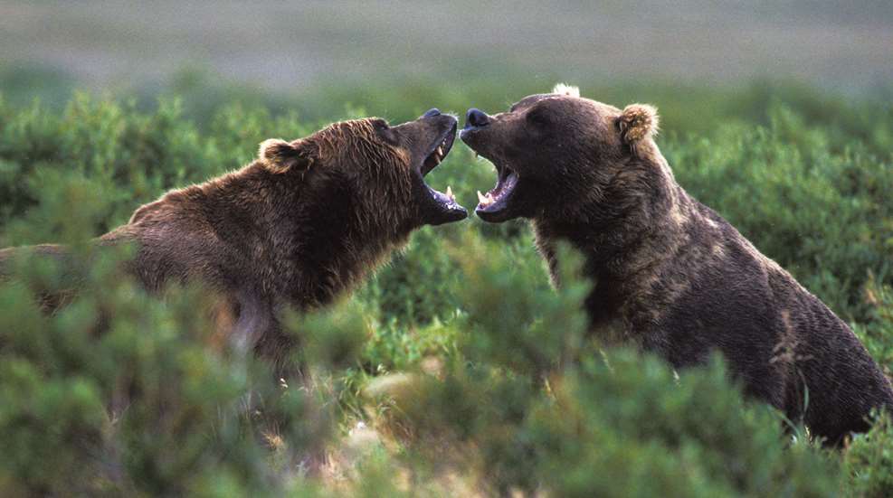 Vingettes From Brown Bear Country Lead
