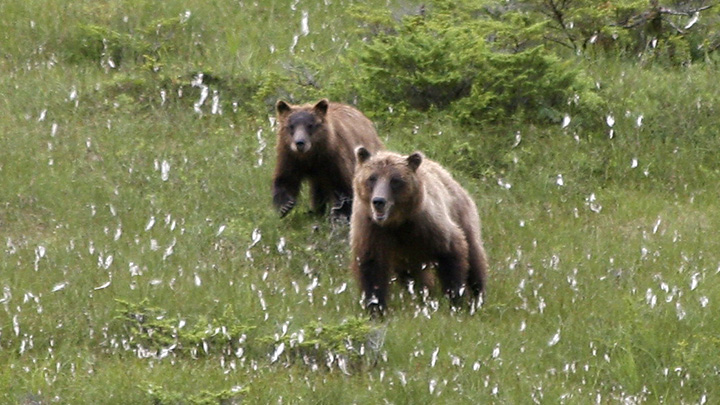 Two grizzly bears in field