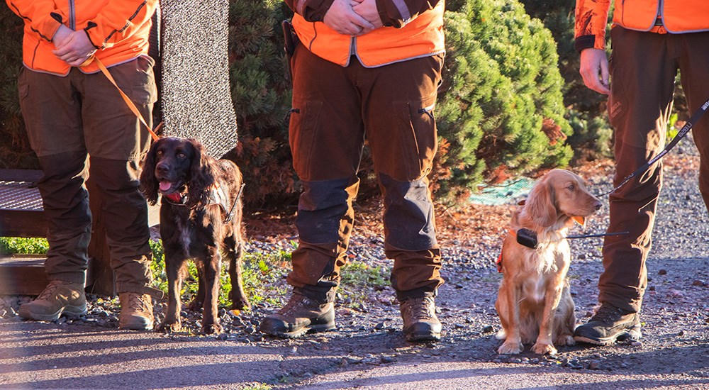 Three hunters standing with two dogs preparing for moose hunt in Finland.