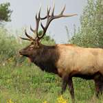 Elk In Rut