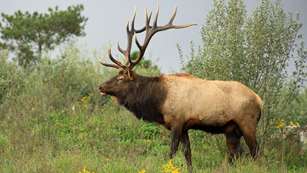 Elk In Rut