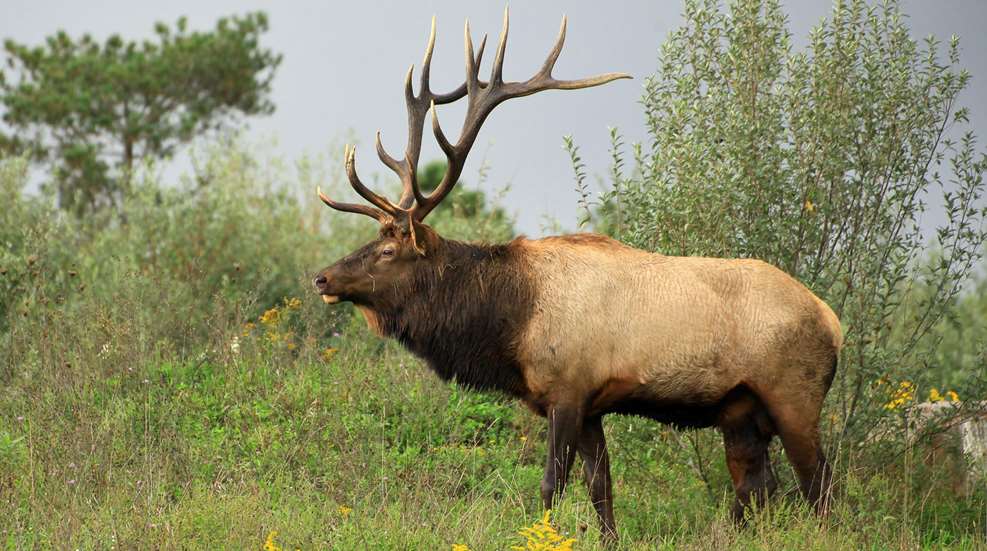 Elk In Rut