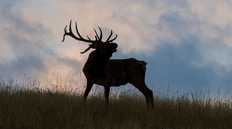 canyon-country-bulls-and-bucks_lead.jpg