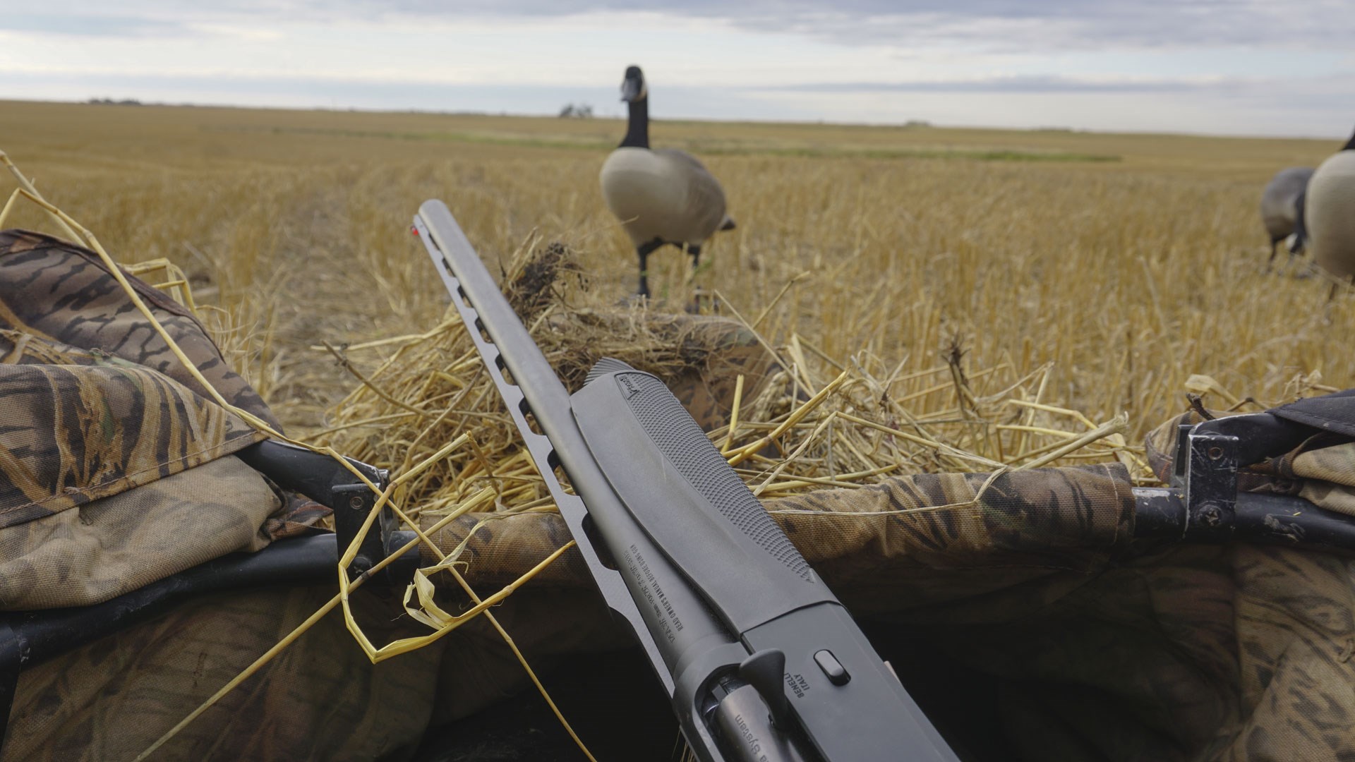 SBEIII and goose decoys