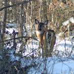Doe In The Snow Smaller File