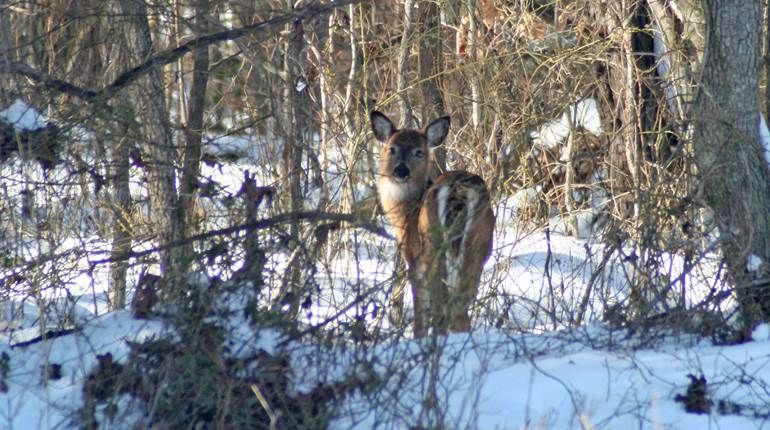 The Value of Post Season Scouting in the Snow | An Official Journal Of The NRA