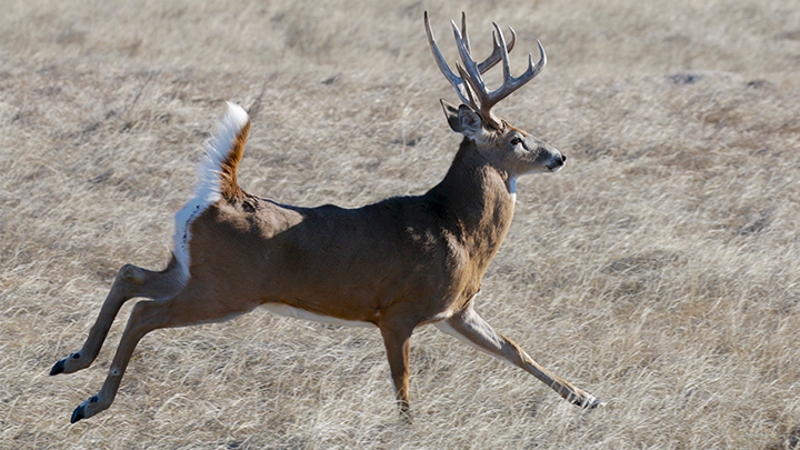 Whitetail buck running across field