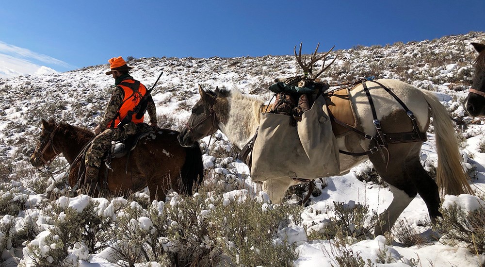 Hunter with Horses Packing Out Mule Deer