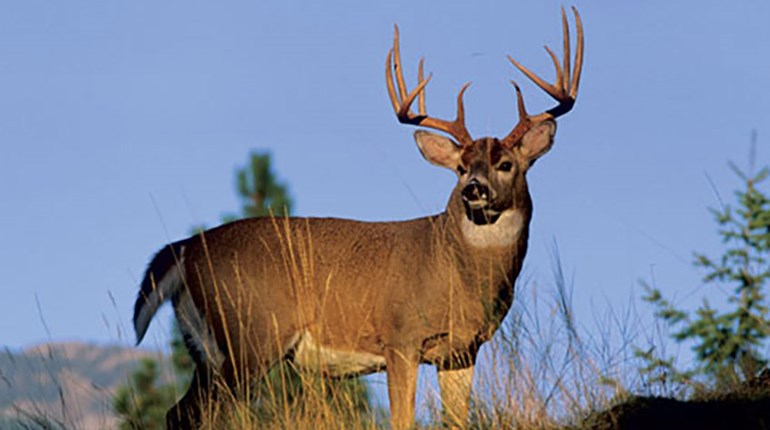 The 10 New Buck Commandments | An Official Journal Of The NRA