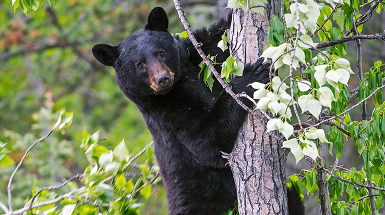 Alberta Black Bears Up Close | An Official Journal Of The NRA