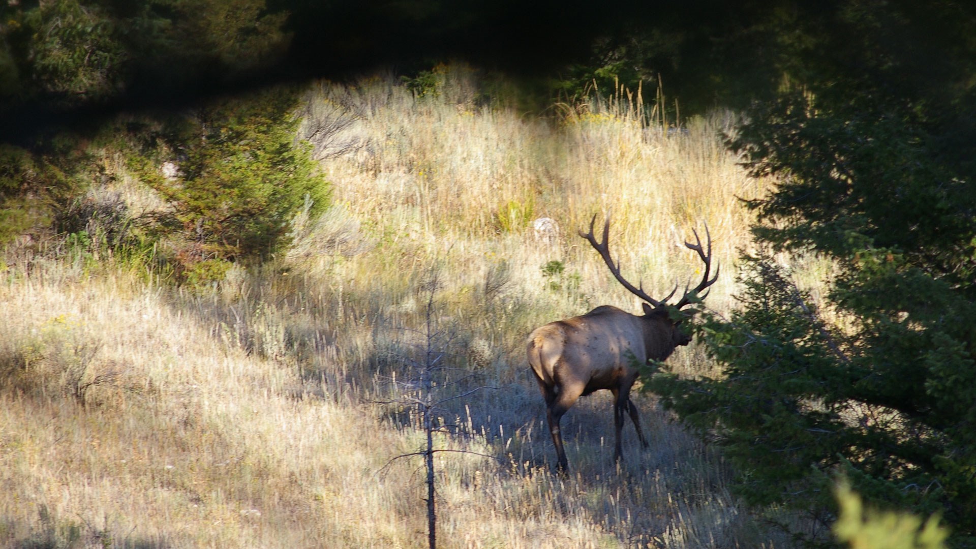 Elk Walking back into cover